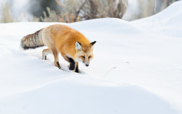 Fox snow winter wildlife primitivism free wallpaper - medium preview image