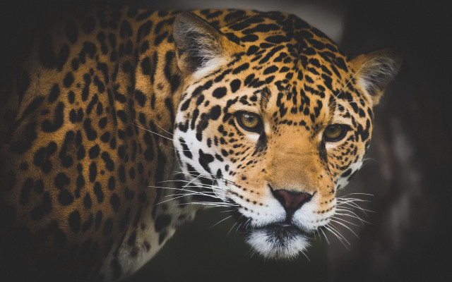 Leopard closeup blackbackground blurry background free wallpaper - medium preview image