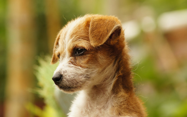 Shiba inu sad dog tilt free wallpaper - medium preview image