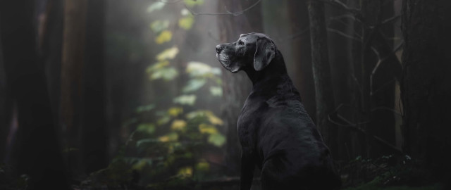 Dog forest fog photorealistic art free wallpaper - medium preview image