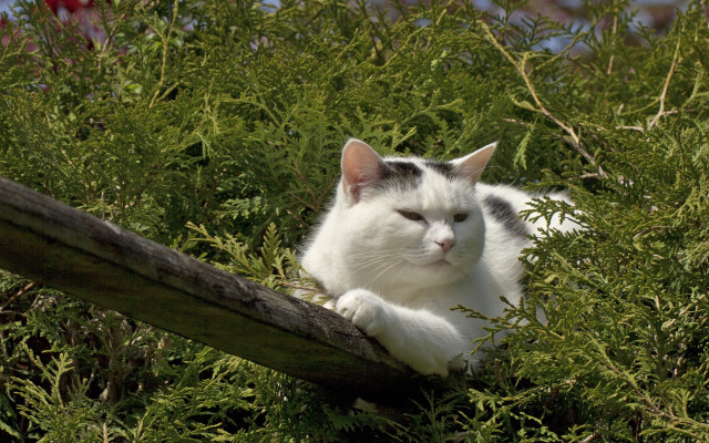 Cat wooden rail bush green free wallpaper - medium preview image