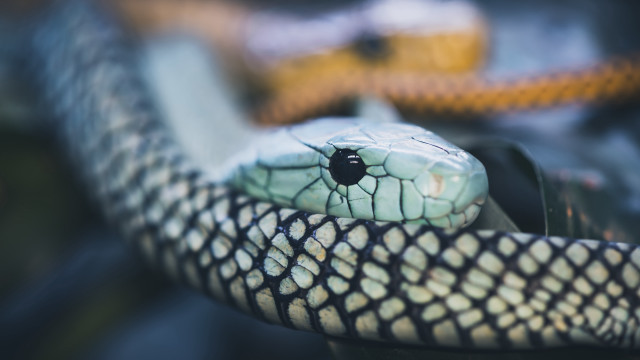 Snake parkingmeter blurrybackground macro photorealistic free wallpaper - medium preview image