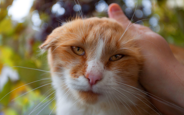 Cat in hand carlos orange free wallpaper - medium preview image