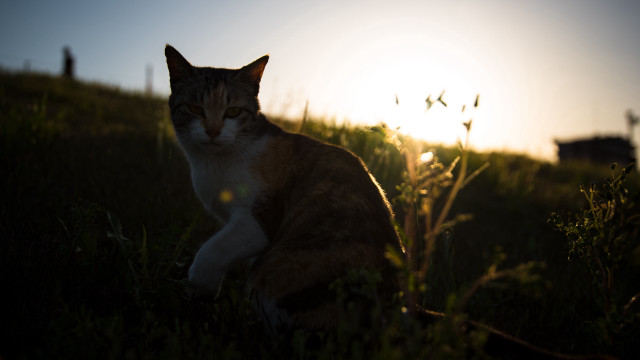 Cat grass sunset building bokeh free wallpaper - medium preview image
