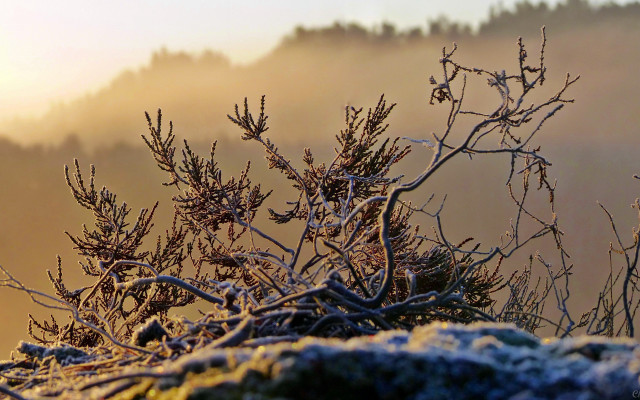 Bird perched snowy branch foggy free wallpaper - medium preview image