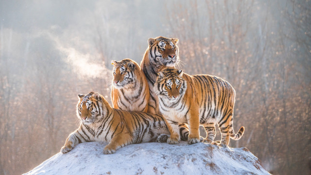 Three tigers snow covered hill free wallpaper - medium preview image