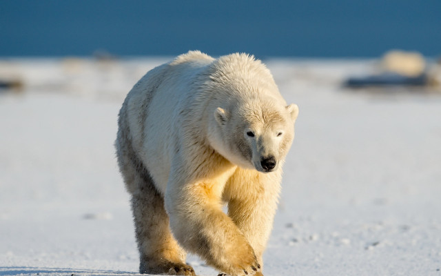 Polar bear snow field rocks free wallpaper - medium preview image