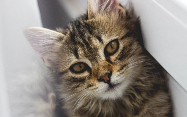 Cat window peeking animal photorealistic free wallpaper - medium preview image
