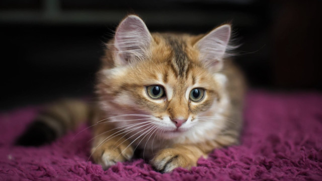 Kitten purple blanket blue eyes #2 free wallpaper - medium preview image