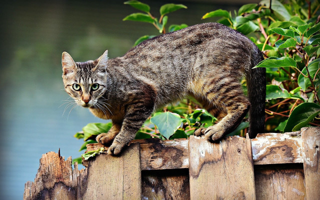Cat fence bush water green free wallpaper - medium preview image