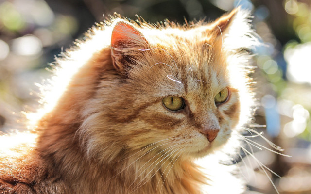 Cat longhair greeneyes lookingaway blurrybackground free wallpaper - medium preview image