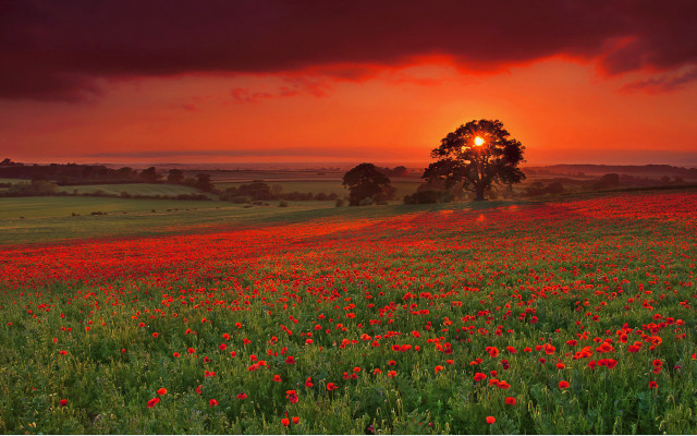 Flower field sunset tree autumn free wallpaper - medium preview image