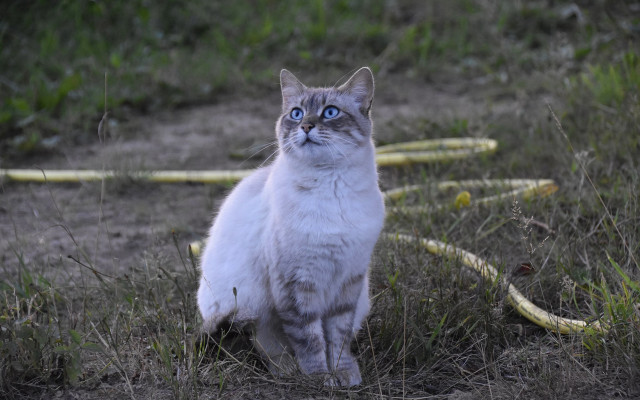 Cat blue eyes grass hose free wallpaper - medium preview image
