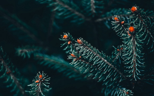 Pine berries macro christmas naturalism free wallpaper - medium preview image