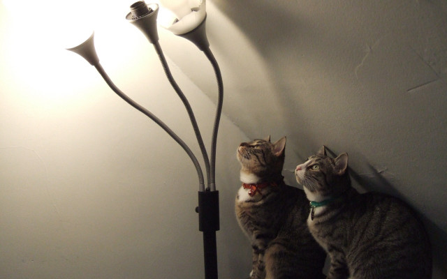 Two cats table lamp wall free wallpaper - medium preview image
