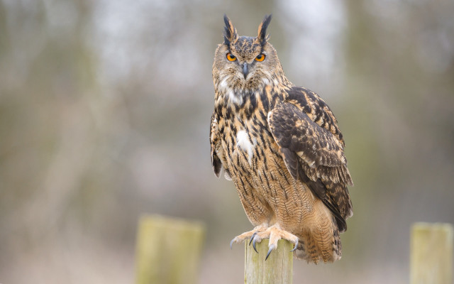 Brown owl wooden post forest free wallpaper - medium preview image