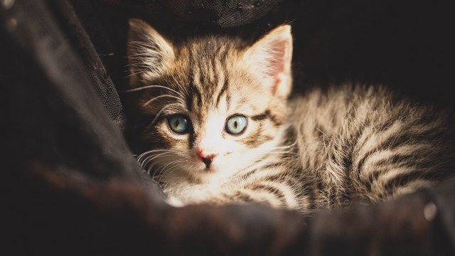 Kitten blue eyes couch black free wallpaper - medium preview image