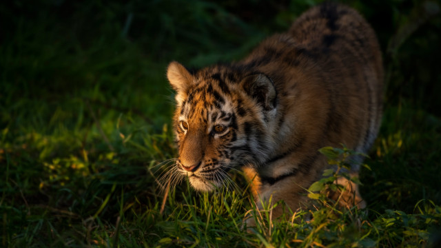 Tiger lush green field forest free wallpaper - medium preview image