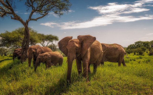 Elephants lush green field tree free wallpaper - medium preview image