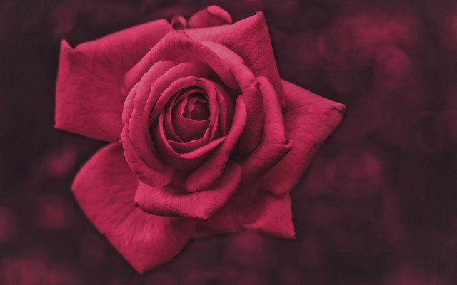 Red rose closeup macro flower free wallpaper - medium preview image