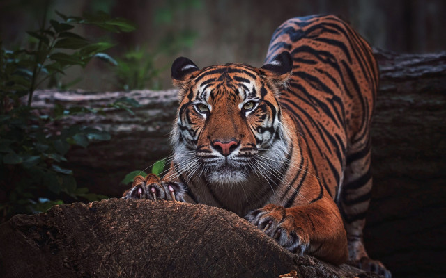 Tiger logs woods serious wildlife free wallpaper - medium preview image