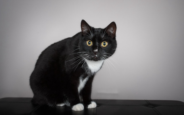Black white cat table wall free wallpaper - medium preview image