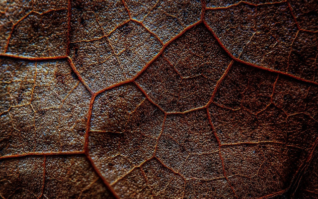 Leaf brown pattern macro nature free wallpaper - medium preview image