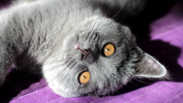 Gray cat purple blanket space free wallpaper - medium preview image