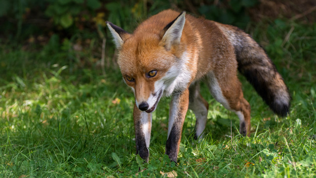 Red fox green field bush free wallpaper - medium preview image