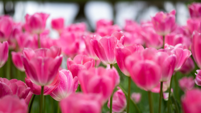Pink flowers blurry background bokeh free wallpaper - medium preview image