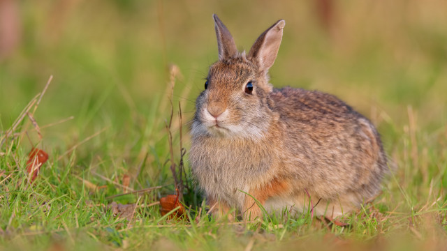 Rabbit grass blue eyes nature #2 free wallpaper - medium preview image