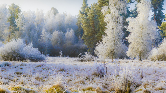Frosty forest autumn leaves bare free wallpaper - medium preview image