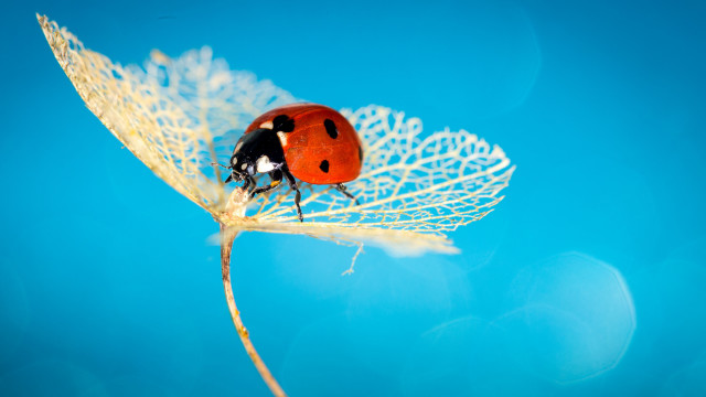 Ladybug leaf blue background macro free wallpaper - medium preview image