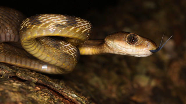 Brown snake black head blue free wallpaper - medium preview image