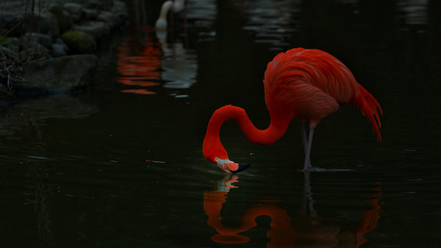 Flamingo drinking water pond birds free wallpaper - medium preview image