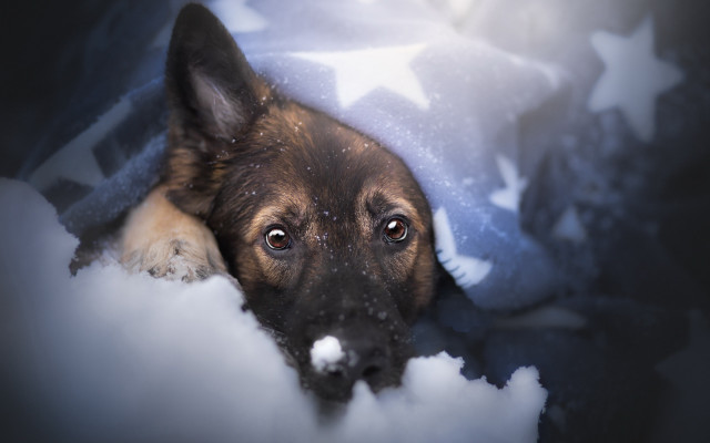 Dog sad snow head depth free wallpaper - medium preview image