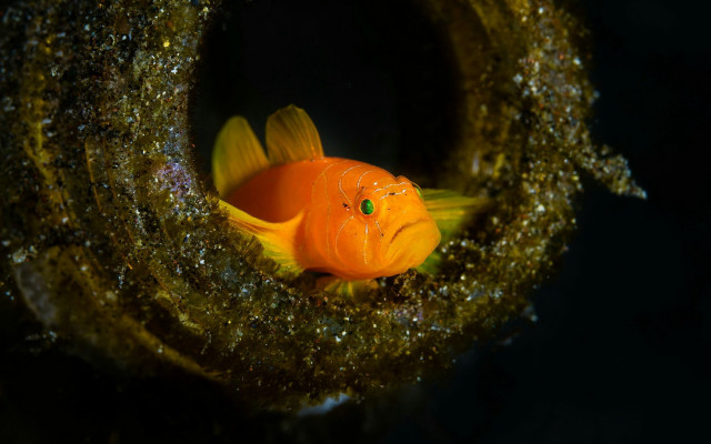 Goldfish green eye water algae free wallpaper - medium preview image