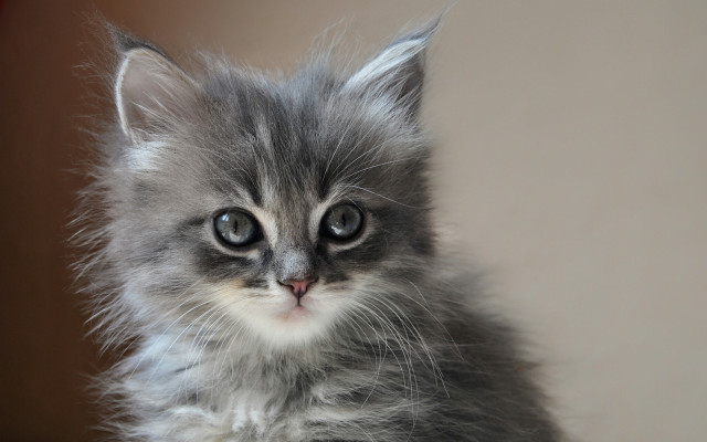 Small gray kitten white face free wallpaper - medium preview image