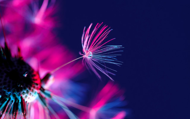 Dandelion blue background pink blue free wallpaper - medium preview image