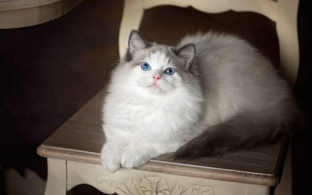 White cat blue eyes marble free wallpaper - medium preview image