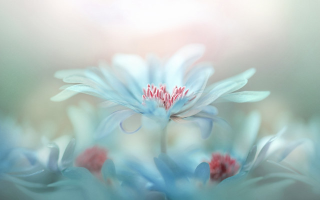 Blue flower red center macro free wallpaper - medium preview image