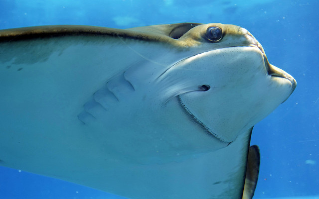 Large fish long nose smiling free wallpaper - medium preview image