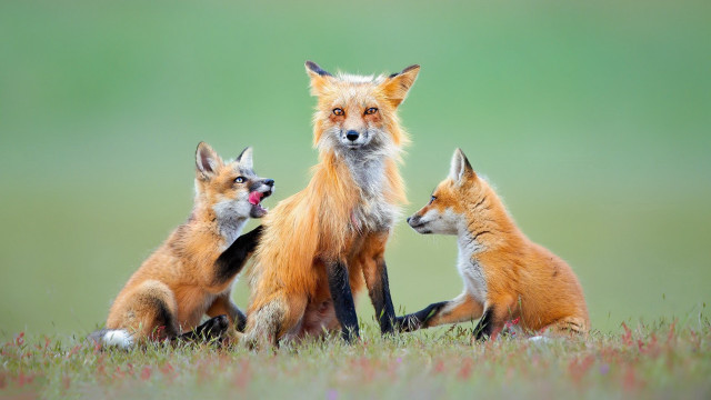 Foxes flower field wildlife photography free wallpaper - medium preview image