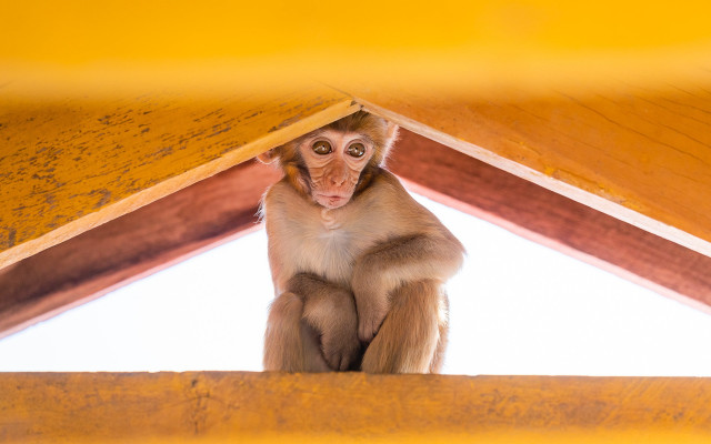 Monkey wooden roof curious eyes free wallpaper - medium preview image