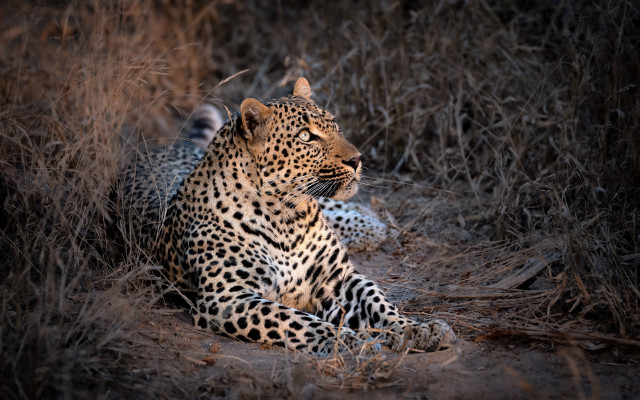 Leopard grass ears puzzle outdoors free wallpaper - medium preview image