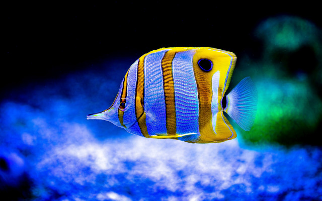 Fish water clouds bubbles hologram free wallpaper - medium preview image