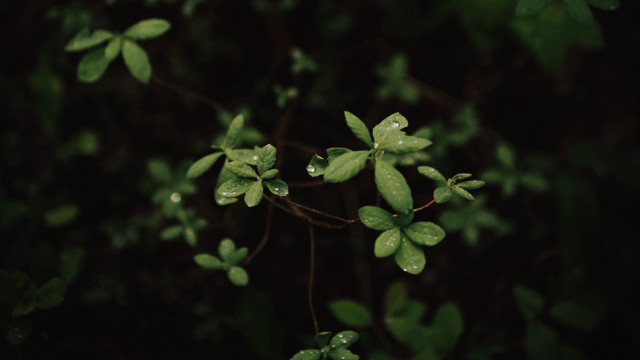 Tree water droplets green butterfly free wallpaper - medium preview image