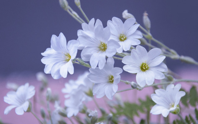 White flowers vase pink background free wallpaper - medium preview image
