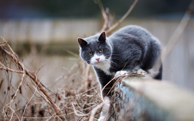 Black cat fence yard dry free wallpaper - medium preview image