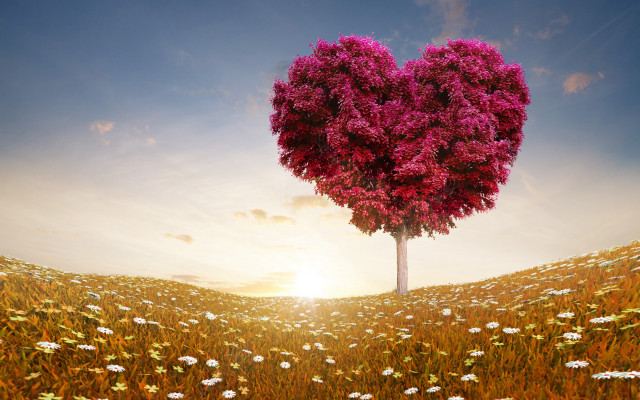 Heart tree daisies sunset romantic free wallpaper - medium preview image